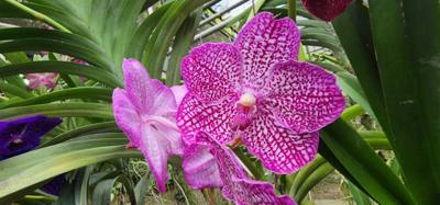 Lunch today was at the Bai Orchid. Buffet style authentic Thai food. More plants to take in. Butterfly Farm was close