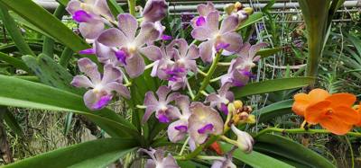 Lunch today was at the Bai Orchid. Buffet style authentic Thai food. More plants to take in. Butterfly Farm was close