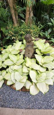 Lunch today was at the Bai Orchid. Buffet style authentic Thai food. More plants to take in. Butterfly Farm was close