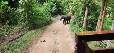 A visit to the Elephant Eco Valley elephant camp was a great addition to the trip. Passion fruit drinks greeted us afte