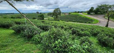 Our tour guide says “there isn't much to buy here". Everyone walks out with bags and bags of tea. The Choui Fong Tea P