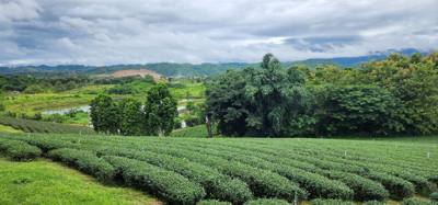 Our tour guide says “there isn't much to buy here". Everyone walks out with bags and bags of tea. The Choui Fong Tea P