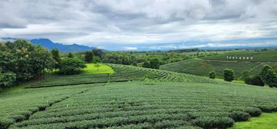 Our tour guide says “there isn't much to buy here". Everyone walks out with bags and bags of tea. The Choui Fong Tea P