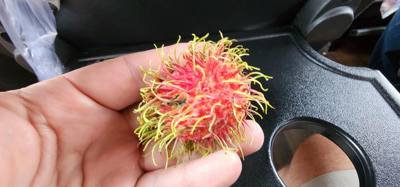 Stopped by a roadside market on the way to Sukhothai. Picked up some local fruits. Unique flavors and textures.