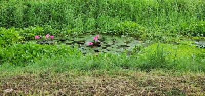 Spent the morning exploring the ruins of old Sukhothai.  Several ancient temples.  Udom brought us here in the morning b
