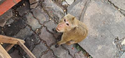Monkeys!