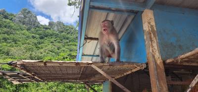 Monkeys!