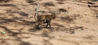 Monkeys!