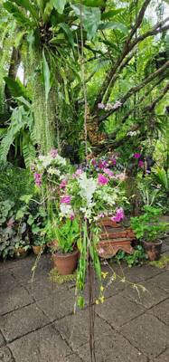 I swear every place we go has great food and wonderful botanicals.  Chaba Lagoon was no exception.  The food we ate was 