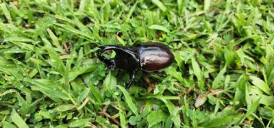 Saw this critter (rhinoceros beetle) on the lawn at Bang Pa-In.