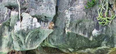 First, second and third stops today were on Phi Phi Lay Island. Swimming, monkeys and snorkeling. The swim cove was be