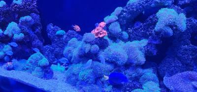 After our jaunt to Bangkok Harley Davidson we took
the BTS Skytrain down to Siam Station and went to the Sea Life aquari