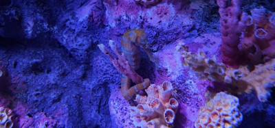 After our jaunt to Bangkok Harley Davidson we took
the BTS Skytrain down to Siam Station and went to the Sea Life aquari