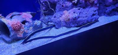 After our jaunt to Bangkok Harley Davidson we took
the BTS Skytrain down to Siam Station and went to the Sea Life aquari
