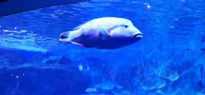 After our jaunt to Bangkok Harley Davidson we took
the BTS Skytrain down to Siam Station and went to the Sea Life aquari