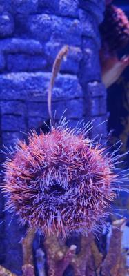 After our jaunt to Bangkok Harley Davidson we took
the BTS Skytrain down to Siam Station and went to the Sea Life aquari