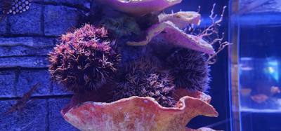 After our jaunt to Bangkok Harley Davidson we took
the BTS Skytrain down to Siam Station and went to the Sea Life aquari