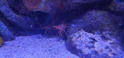 After our jaunt to Bangkok Harley Davidson we took
the BTS Skytrain down to Siam Station and went to the Sea Life aquari