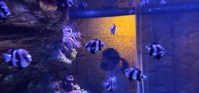 After our jaunt to Bangkok Harley Davidson we took
the BTS Skytrain down to Siam Station and went to the Sea Life aquari