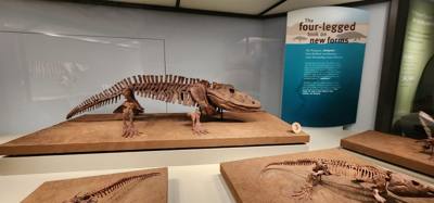 It's difficult to get through more than half of the Field Museum each time we come.  But so much cool stuff!