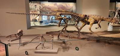 It's difficult to get through more than half of the Field Museum each time we come.  But so much cool stuff!