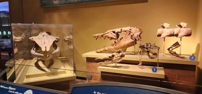 It's difficult to get through more than half of the Field Museum each time we come.  But so much cool stuff!