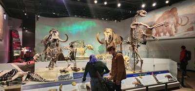 It's difficult to get through more than half of the Field Museum each time we come.  But so much cool stuff!