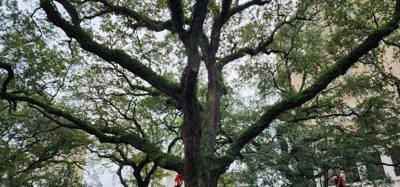 Walking tour this morning to get the juices flowing.  Savannah has so many park squares!  Chuck was very knowledgeable.