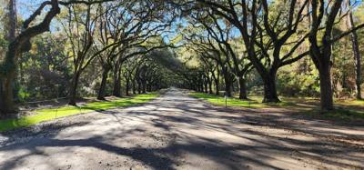 Our "get the juices flowing" vacay hike this morning was at the Wormsloe Historic Site.  Pictures and video don't do the