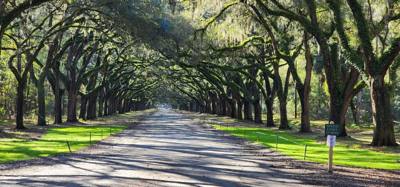 Our "get the juices flowing" vacay hike this morning was at the Wormsloe Historic Site.  Pictures and video don't do the