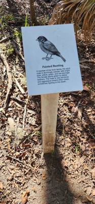 Our "get the juices flowing" vacay hike this morning was at the Wormsloe Historic Site.  Pictures and video don't do the