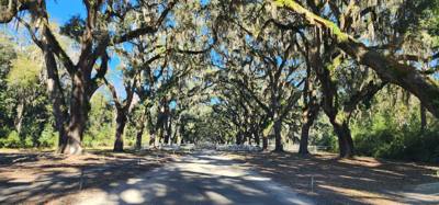 Our "get the juices flowing" vacay hike this morning was at the Wormsloe Historic Site.  Pictures and video don't do the