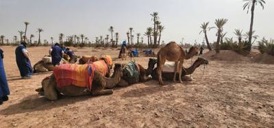 What did you do this afternoon?  Not much, just rode camels in Morocco.