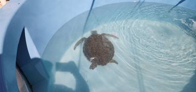 First stop on our first full day in the Florida Keys.  The Turtle Hospital.  Get to learn a thing or two, experience som