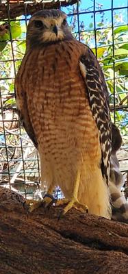 Last excursion of the day.  We stopped at a Wild Bird Sanctuary that operated purely on donations.  If you're in the are
