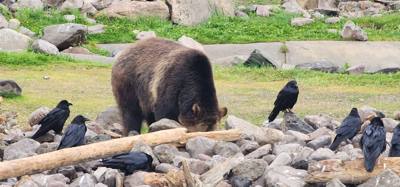 On our way from Island Park, ID to Victor, ID we decided to stop at the Grizzly and Wolf Center.  The wolves are pretty 