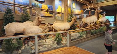 First stop this morning was the National Elk Refuge.  They said in the winter about 9600 to come down to the refuge.