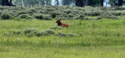 Quick stop to see Mormon Row over by the Tetons.  Pretty interesting.  Avery was more interested in the ground squirrels