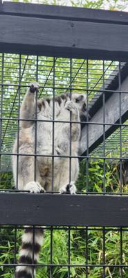I don't know what it is about these little roadside animal attractions but they're hidden gems.  You get up close with t