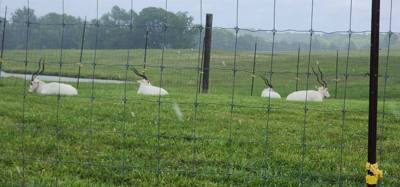 I don't know what it is about these little roadside animal attractions but they're hidden gems.  You get up close with t