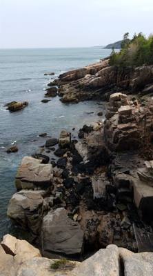 Tonight before dinner we went for a walk along Ocean Path.  This is by Sand Beach in Acadia.  Beautiful walk along the c