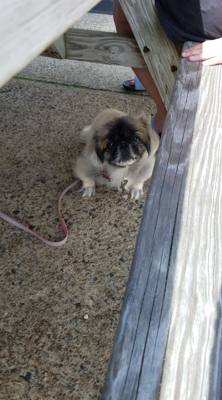 Funny story.  Julie and I kept hearing barking outside the cottage.  We're looking at each other saying 'That sounds lik