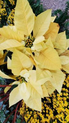 One of the must-see attractions in the area we visited was Longwood Gardens located in Kennett Square, Pennsylvania. The