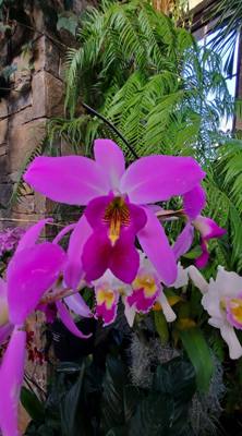 One of the must-see attractions in the area we visited was Longwood Gardens located in Kennett Square, Pennsylvania. The