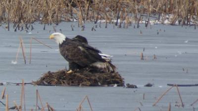Sunday Funday...headed up to Loess Bluffs National Wildlife Refuge to see the eagles and migratory birds. TONS of eagle