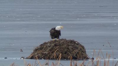 Sunday Funday...headed up to Loess Bluffs National Wildlife Refuge to see the eagles and migratory birds. TONS of eagle