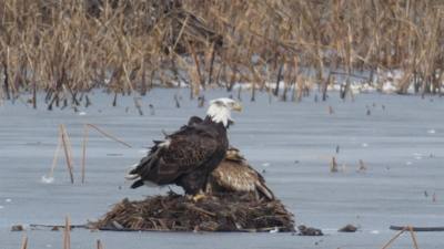 Sunday Funday...headed up to Loess Bluffs National Wildlife Refuge to see the eagles and migratory birds. TONS of eagle