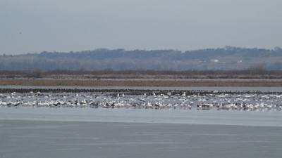 Sunday Funday...headed up to Loess Bluffs National Wildlife Refuge to see the eagles and migratory birds. TONS of eagle