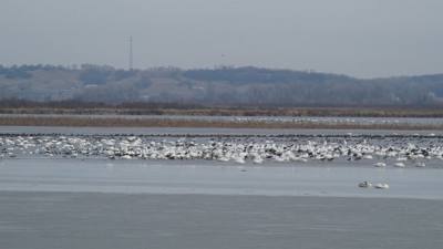 Sunday Funday...headed up to Loess Bluffs National Wildlife Refuge to see the eagles and migratory birds. TONS of eagle
