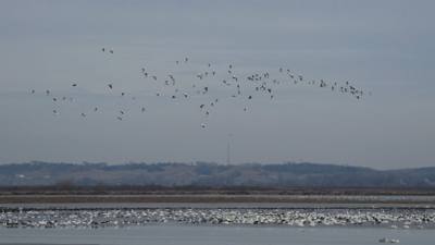 Sunday Funday...headed up to Loess Bluffs National Wildlife Refuge to see the eagles and migratory birds. TONS of eagle